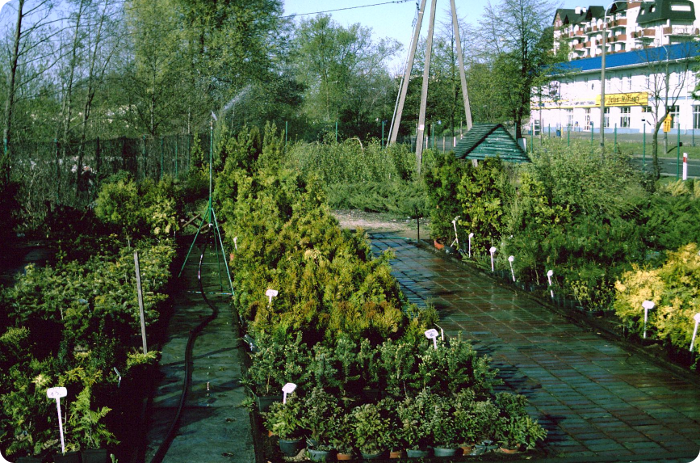 DZIAŁKOWICZ centrum ogrodnicze - Rośliny